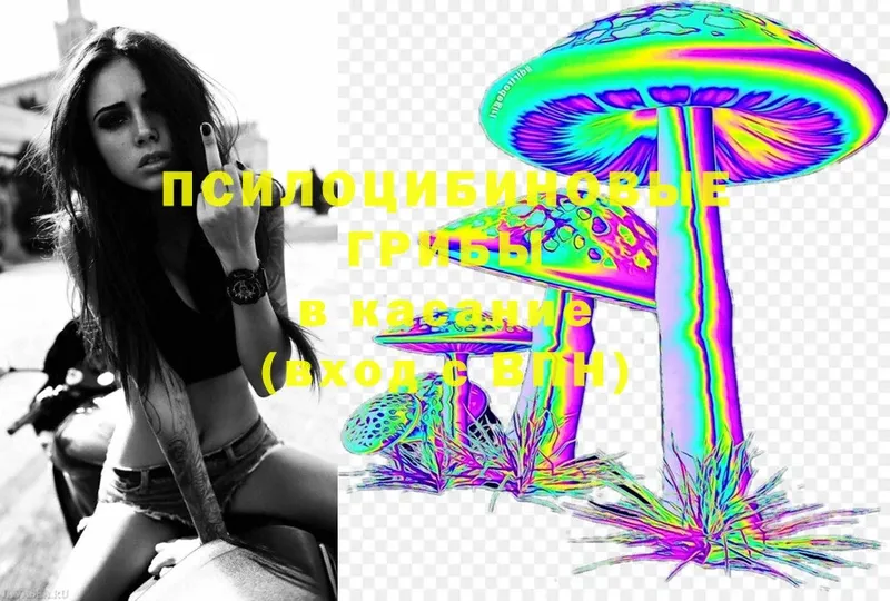 Псилоцибиновые грибы Psilocybe  kraken   Арск 